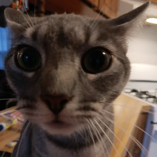 creator Wet-Cat-lol's avatar