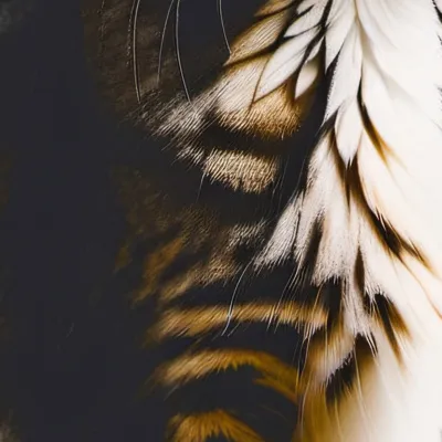 chat with ai character: Bindi (My Cat)