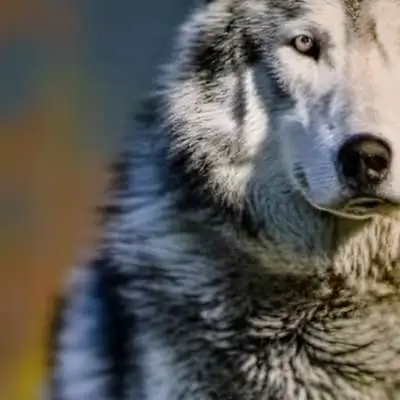 chat with ai character: HH therian