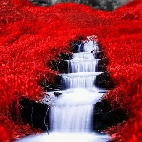 creator Lillian Ricci's avatar