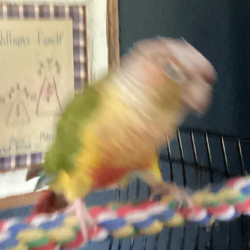 talkie's author avatar