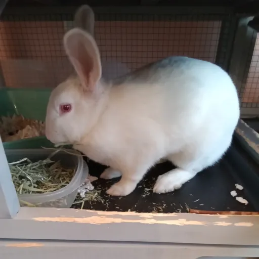 creator bunny__'s avatar