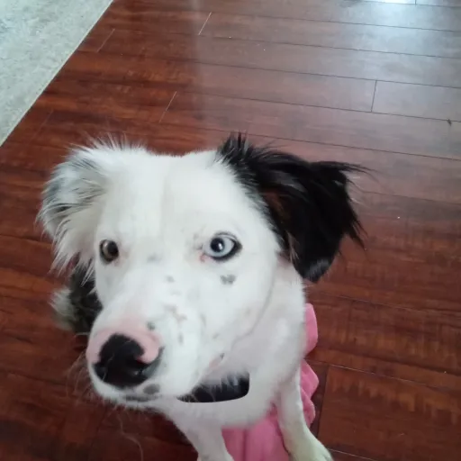 creator dogo lover's avatar