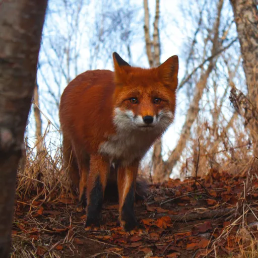 creator felix2010112's avatar