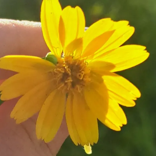 creator flower 🌼 🌼 🌸 🌻 🌹's avatar