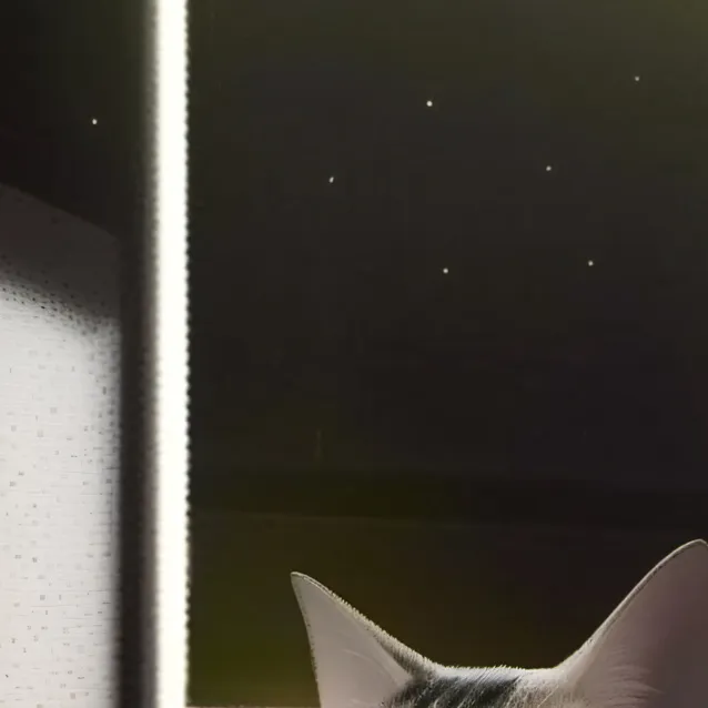 chat with ai character: Cat meat