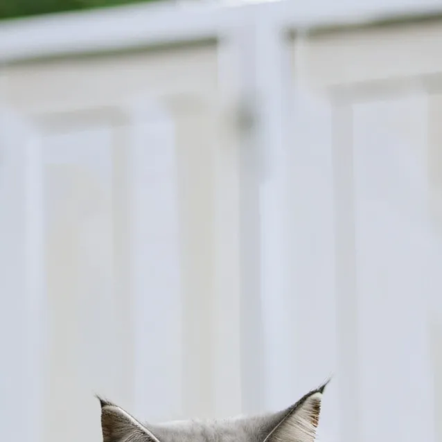 chat with ai character: Cat or dog?😎🤟