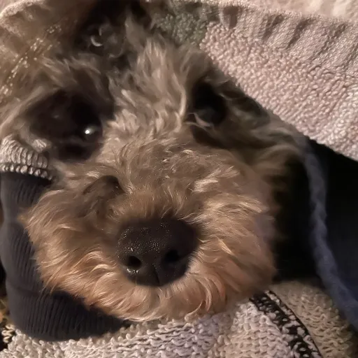 talkie's author avatar