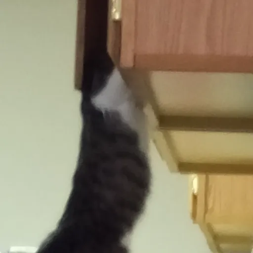 creator Quills >:3's avatar