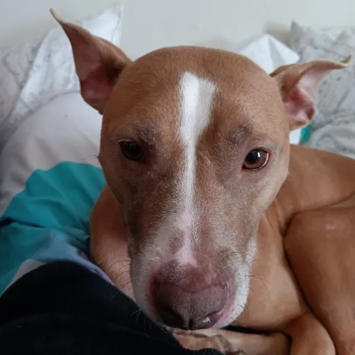 creator Pawprintsinthemoon's avatar