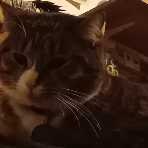 talkie's author avatar