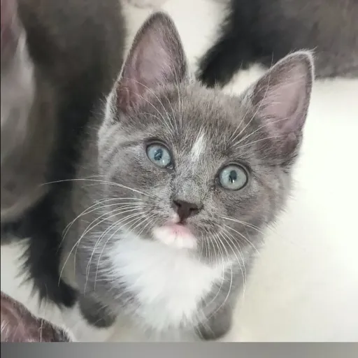 creator Squirtle 367's avatar