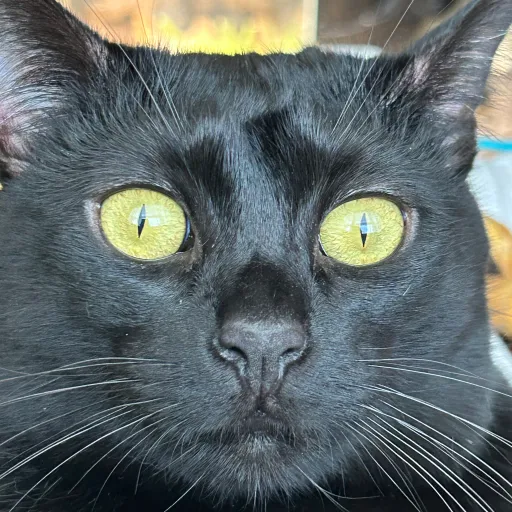 creator Lokishire's avatar