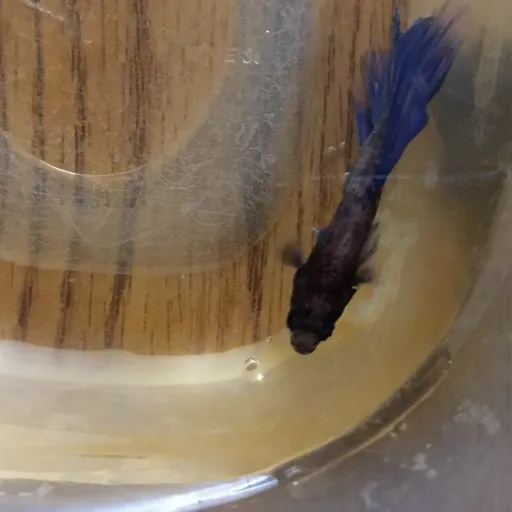 creator Gilbertthebetta's avatar