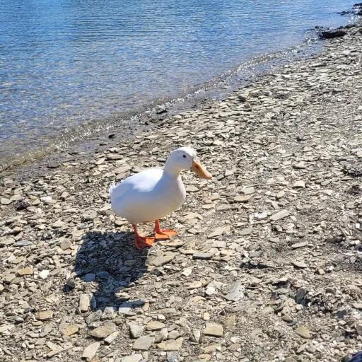 creator cayce!'s avatar