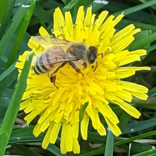 creator MsJazzybee<3's avatar