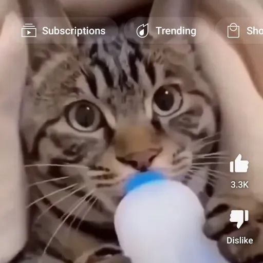 creator U-wasYn2AbTC7N's avatar