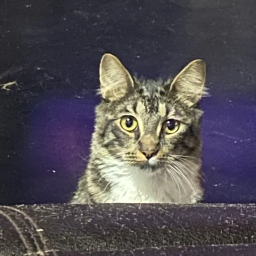 creator Chewyidk's avatar