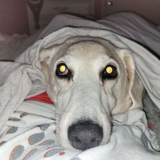 creator Lunar white husky🙂's avatar