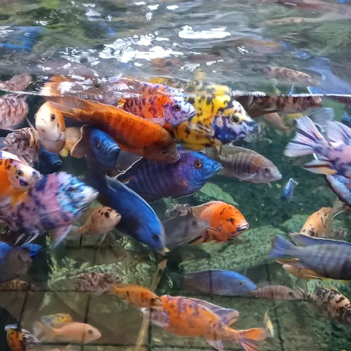 creator silentrecluse's avatar