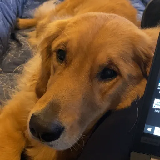 creator Kit.Kat's avatar