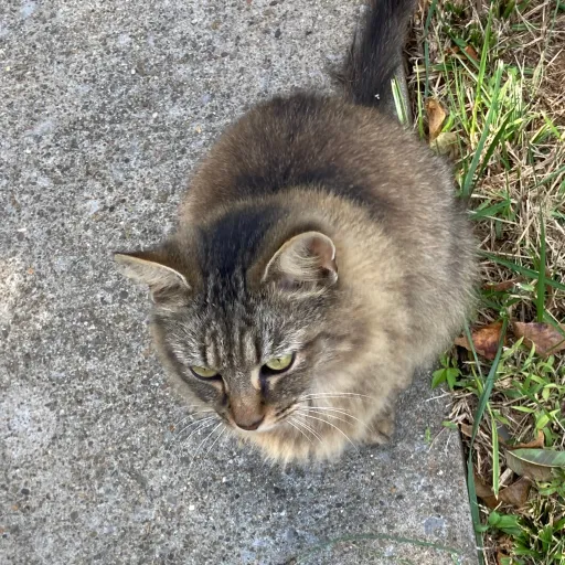 creator Jessie turner's avatar