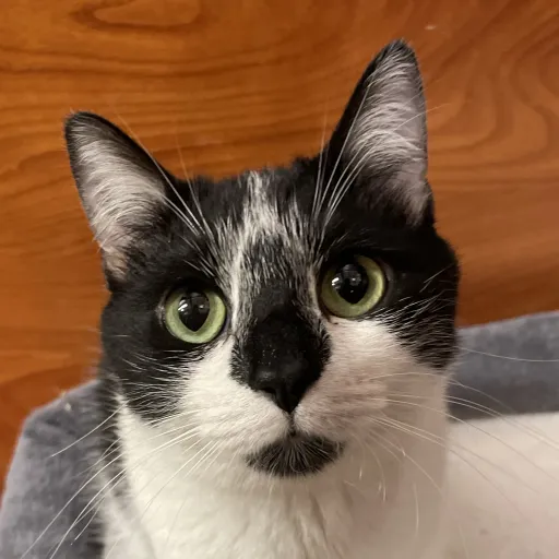 talkie's author avatar