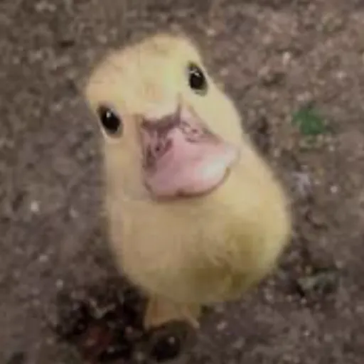 creator Axalottaqeustions's avatar