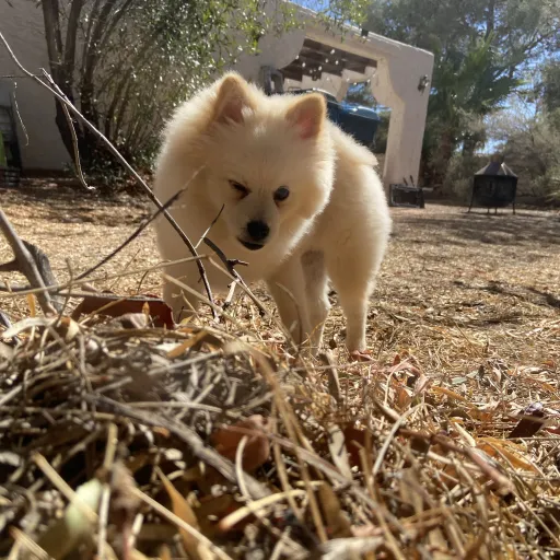 creator Sofiathequeen!!'s avatar