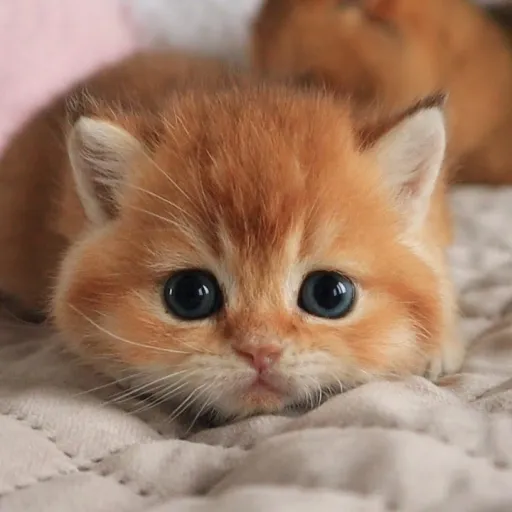 creator •Eclipse•'s avatar