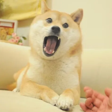 creator Lindsey Valentina's avatar