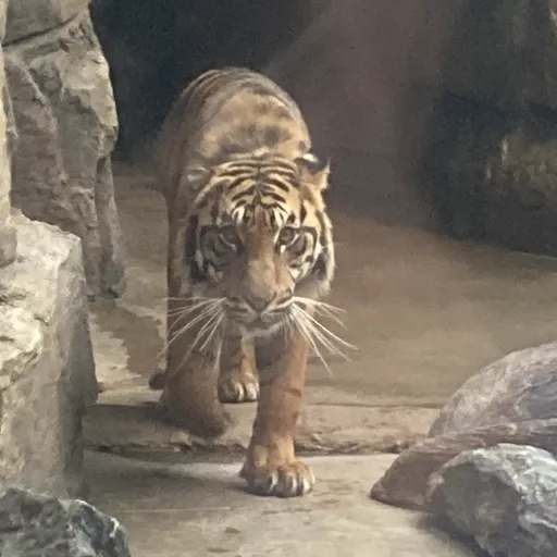 creator Huggy Wuggy.......'s avatar