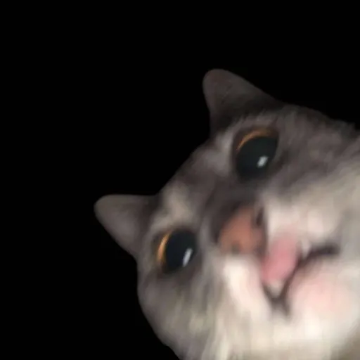 creator Catlover🧡🟧's avatar