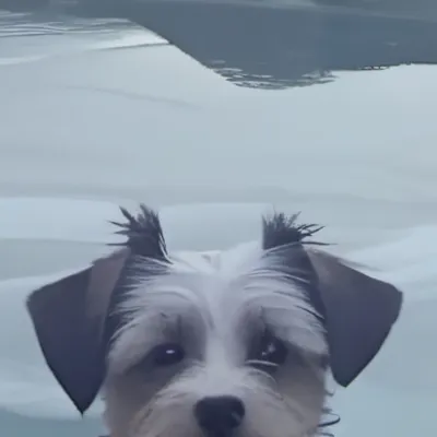 chat with ai character: Ginger