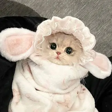 creator 🤍Kitties🤍's avatar