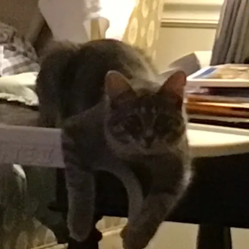 creator Catqueen021912's avatar