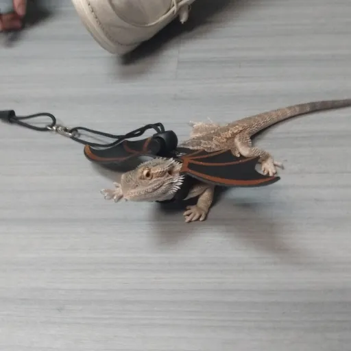 creator Noelle Starr's avatar