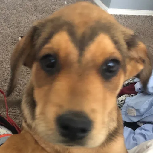 creator Skeleton star's avatar