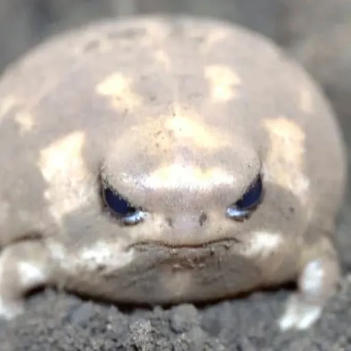 creator callmeBB's avatar