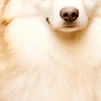 chat with ai character: Blu