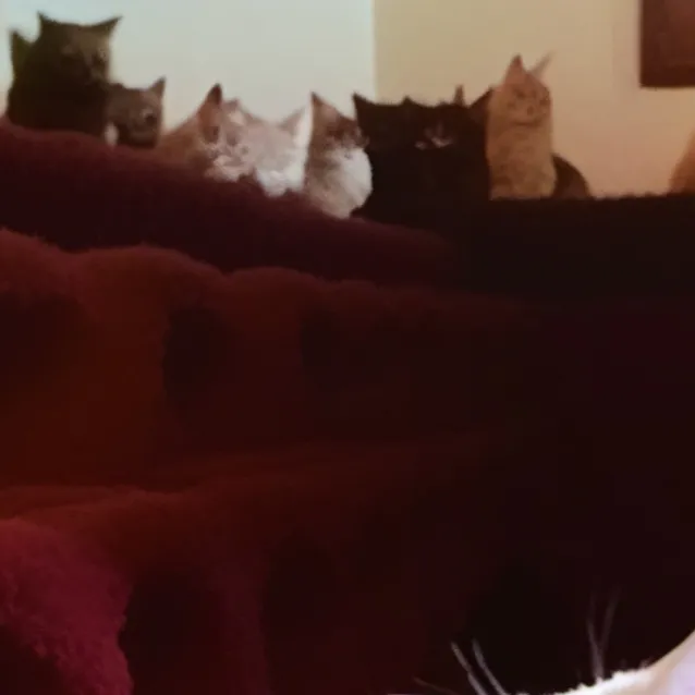 chat with ai character: Fiona ty toyy