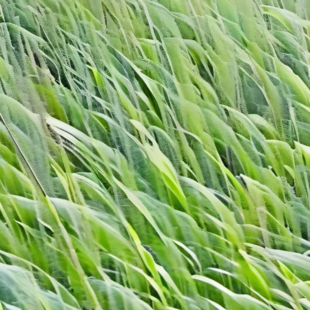 chat with ai character: grass