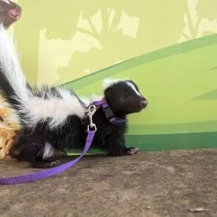 creator Mr. Skunk's avatar