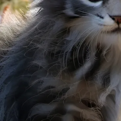 chat with ai character: kitten