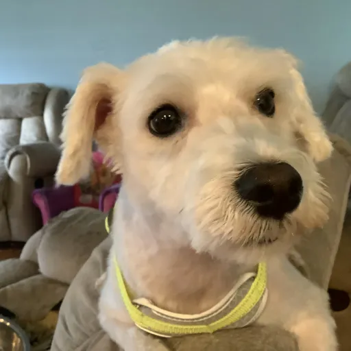 creator Kpopstan!'s avatar