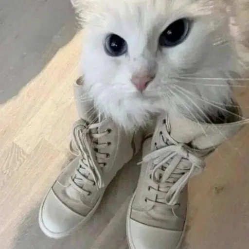 creator NUMBERONEBARD's avatar