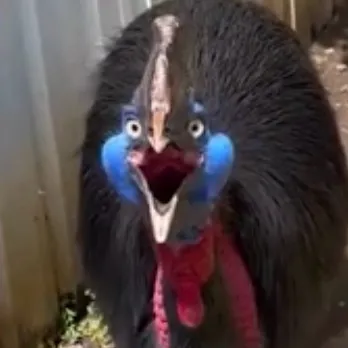 creator ANNOYINGFRIEND's avatar