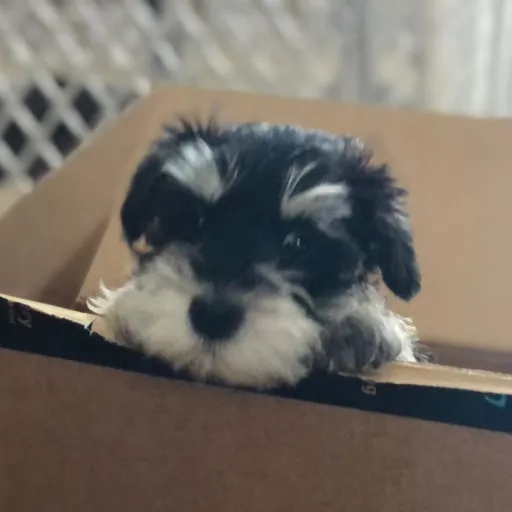 creator Daniel the Great's avatar