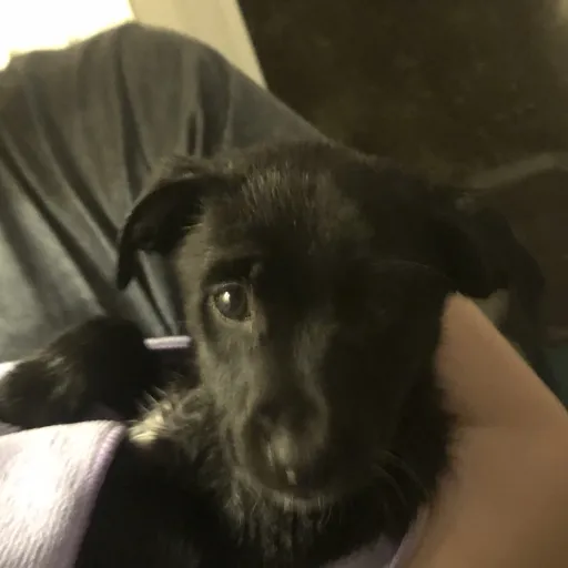 creator deadline is's avatar