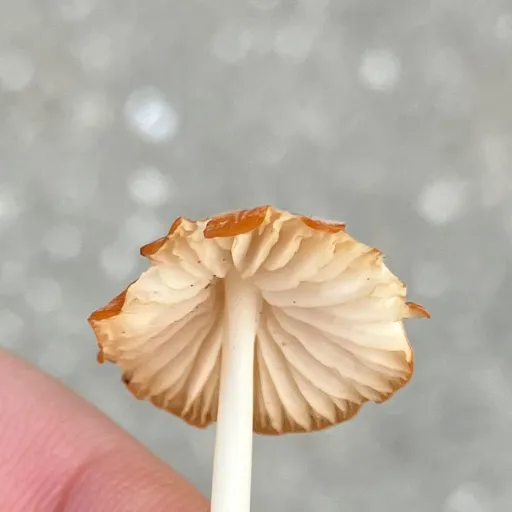 creator Oddy_Body's avatar